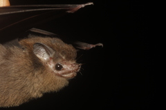 Balantiopteryx io
