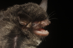 Myotis nigricans
