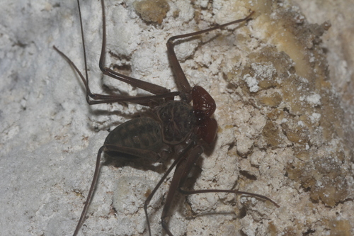 Phrynus palenque