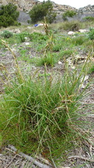 Cymbopogon pospischilii