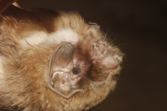 Mormoops megalophylla