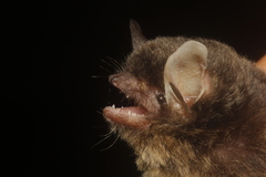 Myotis nigricans