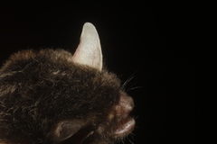 Myotis nigricans