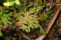 Selaginella tamariscina