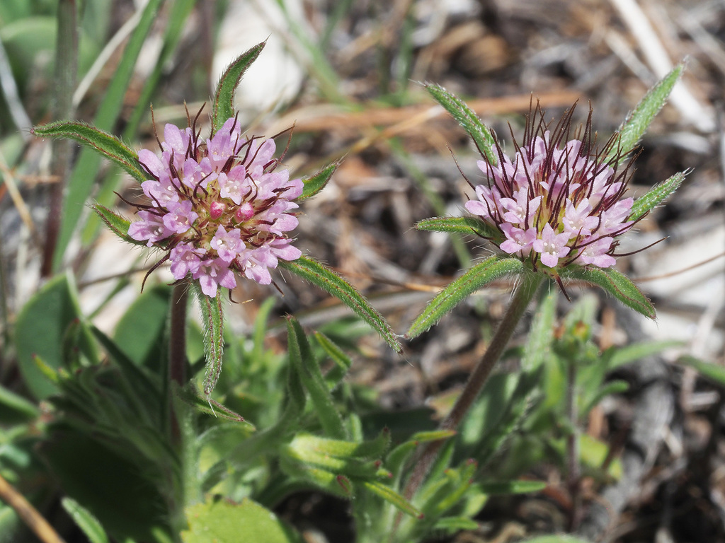 Sicilian Scabious