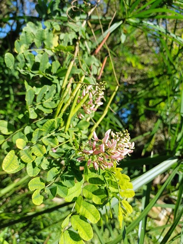 River Indigo (Indigofera jucunda)