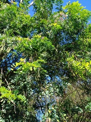 Indigofera jucunda, photograph (c) Margaret Burger, some rights reserved (CC BY-SA)