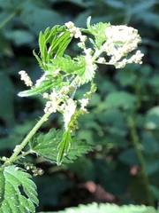 Urtica dioica