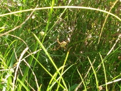 Argiope argentata image