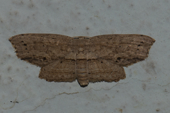 Phalacra