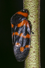 Cosmoscarta dimidiata