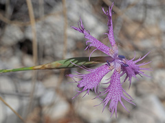 Dianthus broteri