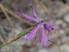 Dianthus broteri