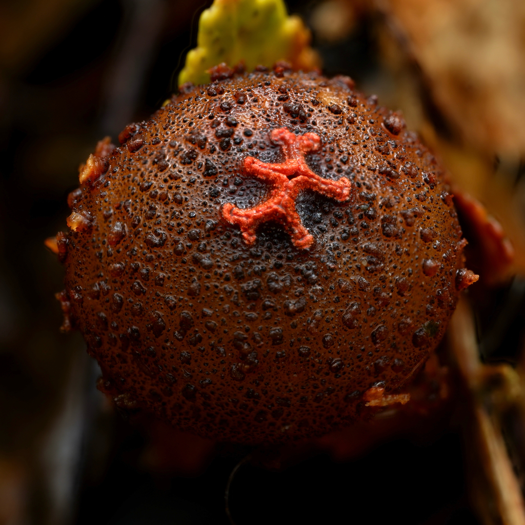 Calostoma rodwayi · April 2025 · photo: © celadonfern (iNaturalist, cc-by)