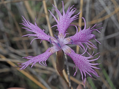 Dianthus broteri