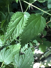 Urtica dioica