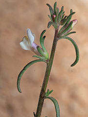 Misopates microcarpum