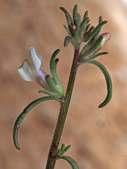 Misopates microcarpum