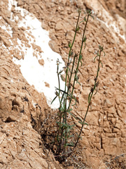 Misopates microcarpum