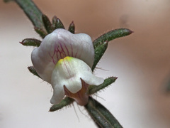 Misopates microcarpum