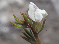 Misopates microcarpum