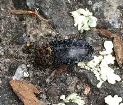 Dermestes undulatus