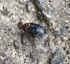 Dermestes undulatus