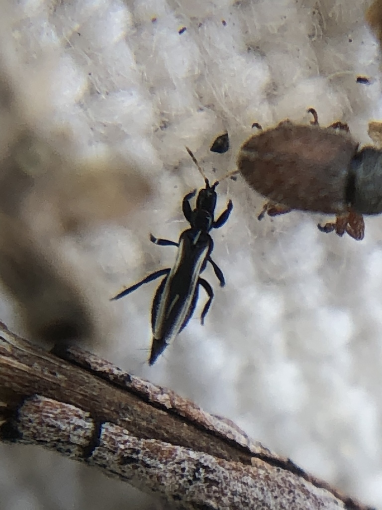 Aeolothrips major
