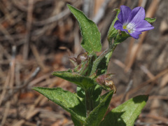Convolvulus siculus siculus