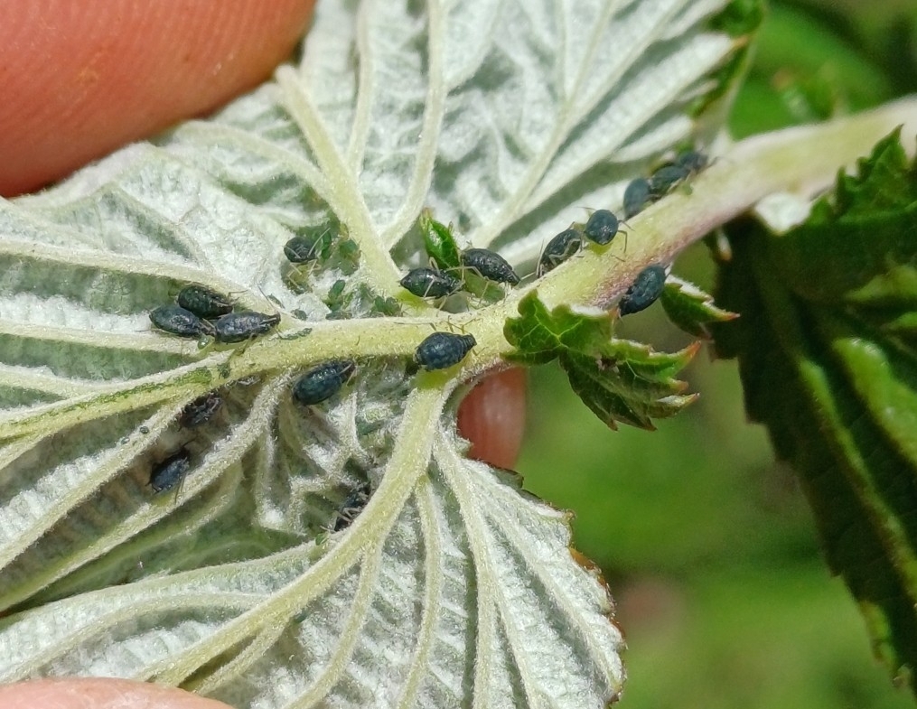 Small Meadowsweet Aphid