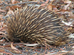 Tachyglossus aculeatus multiaculeatus