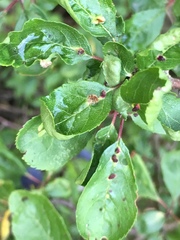 Eriophyes homophyllus