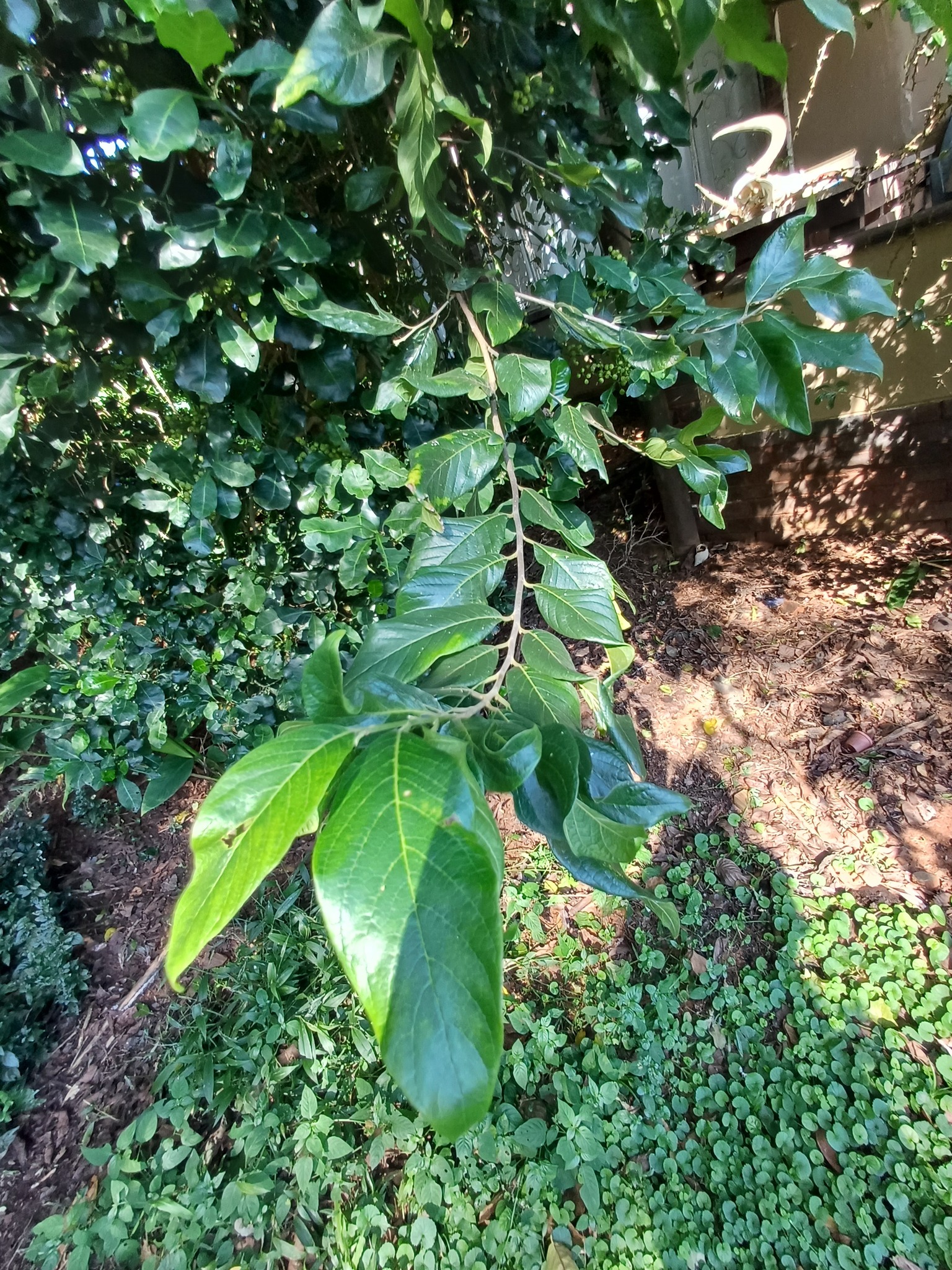 Turraea Floribunda (Turraea floribunda)