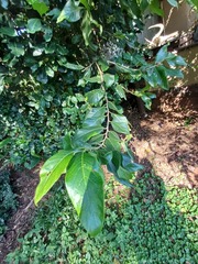 Turraea floribunda