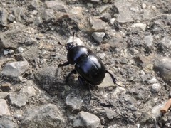 Trypocopris pyrenaeus cyanicolor