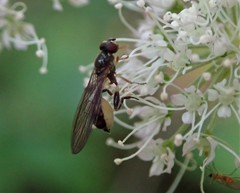 Sphegina elegans