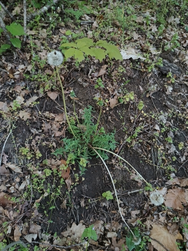 Taraxacum lacistophylloides (Taraxacum lacistophylloides)