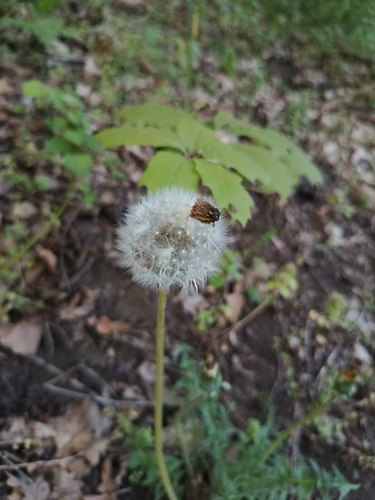 Image of Taraxacum lacistophylloides by (c) Vladimír Fuka, some rights reserved (CC BY)