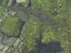 Salmo trutta fario