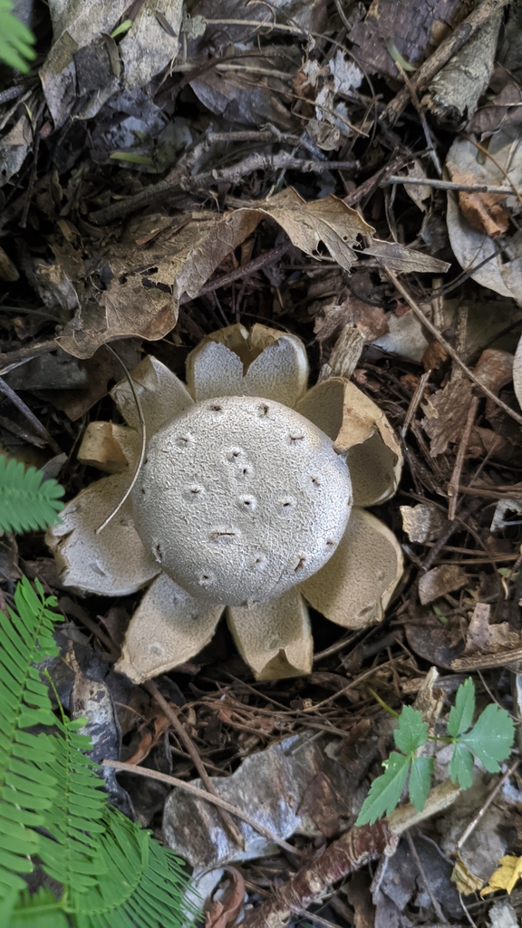 Myriostoma coliforme · April 2025 · photo: © maricel_centi (iNaturalist, cc-by-sa)