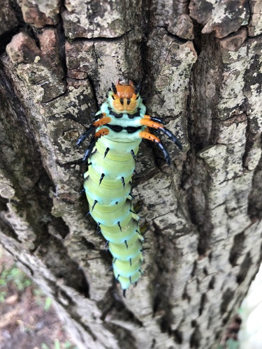 Regal moth