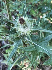 Cirsium vulgare