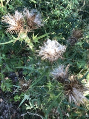 Cirsium vulgare