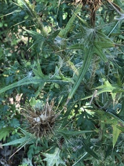 Cirsium vulgare