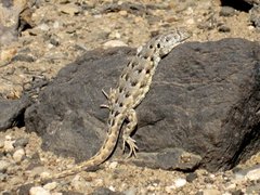 Liolaemus atacamensis