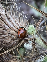 Coccinella septempunctata