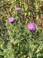 Cirsium vulgare