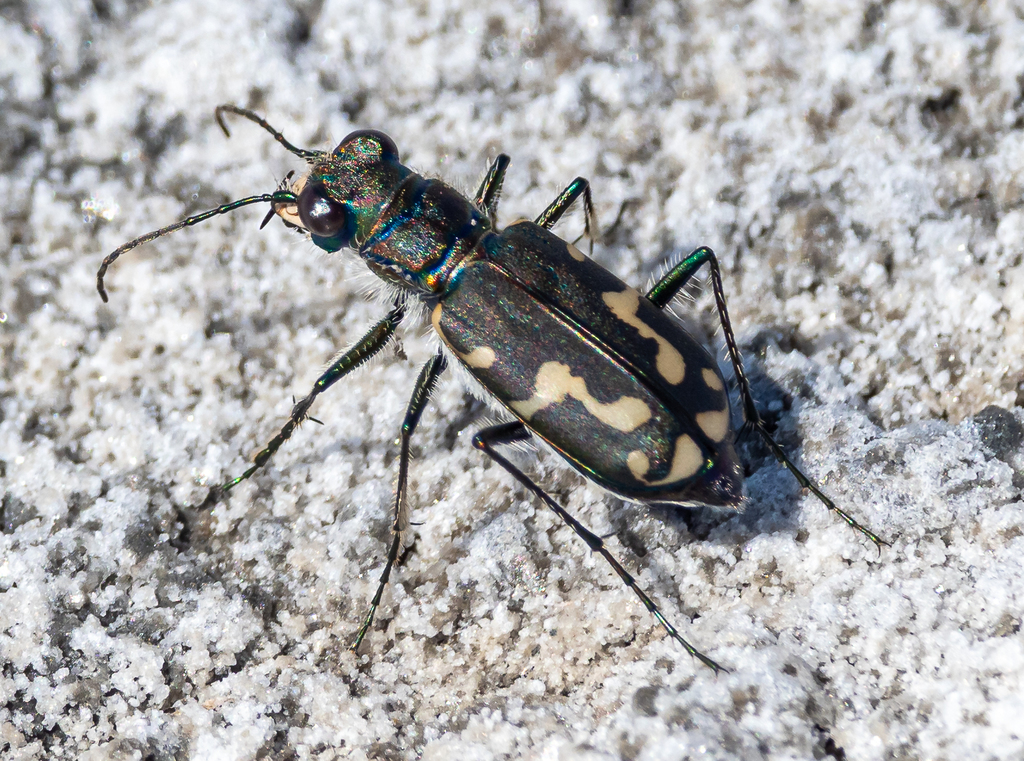 Senile Tiger Beetle