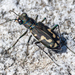 Senile Tiger Beetle - Photo (c) Jack Owicki, some rights reserved (CC BY-NC-SA), uploaded by Jack Owicki