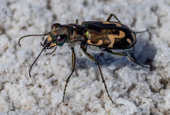 Cicindela senilis